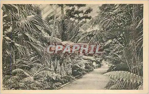 Cartes postales Kew Royal Botanic Gardens