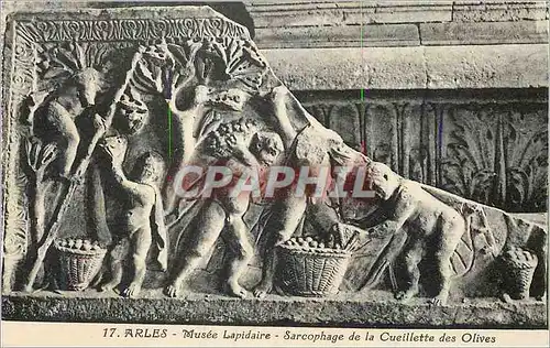 Cartes postales Arles Musee Lapidaire Sarcophage de la Cueillette des Olives