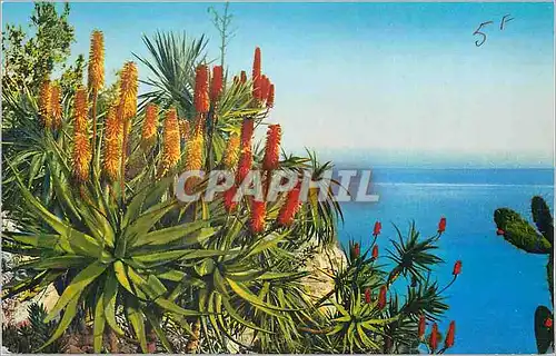 Cartes postales Monaco Les Jardins Exotiques Aloes Hydride Salm Dyckiana et l'Aloes divers
