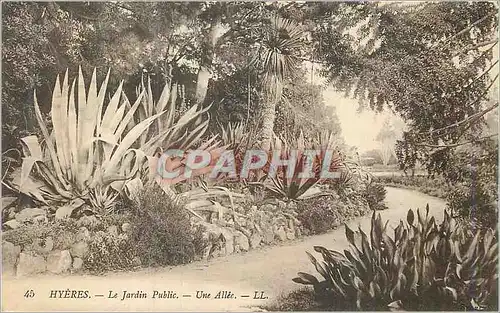 Cartes postales Hyeres Le Jardin Public Une Allee