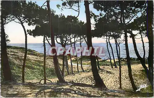 Cartes postales moderne St Jean de Monts (Vendee) La Mer a Travers la Foret des Demoiselles