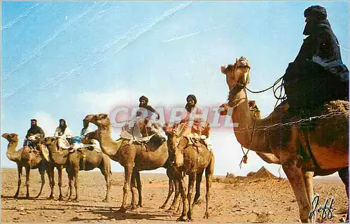 Moderne Karte Meharistes au Desert Desert Camelriders