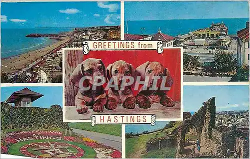 Cartes postales moderne Greetings from Hastings Chiens
