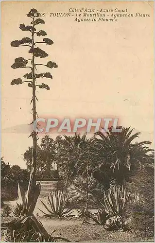 Cartes postales Toulon Cote d'Azur Le Mourillon Agaves en Fleurs
