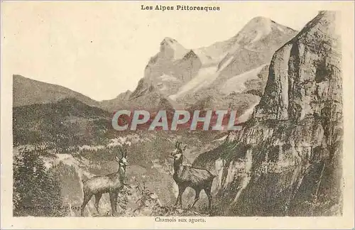 Ansichtskarte AK Les Alpes Pittoresques Chamois aux Aguets