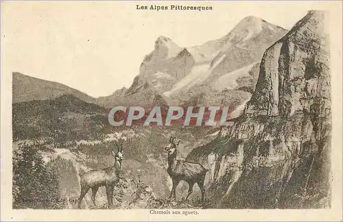 Cartes postales Les Alpes Pittoresques Chamois aux Aguets