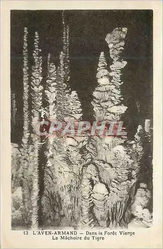 Cartes postales L'Aven Armand Dans la Foret Vierge la Machoire du Tigre