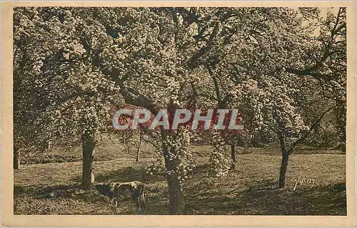 Cartes postales Normandie La Douce France Pommiers en Fleurs Vaches