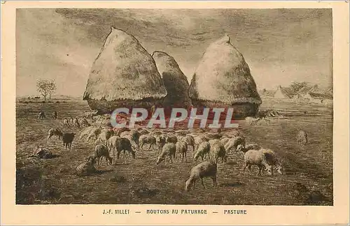 Ansichtskarte AK Moutons au Paturage