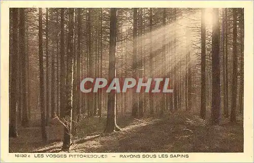 Cartes postales Les Vosges Pittoresques Rayons sous les Pins