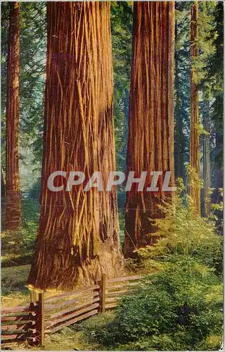 Cartes postales moderne Redwoods California