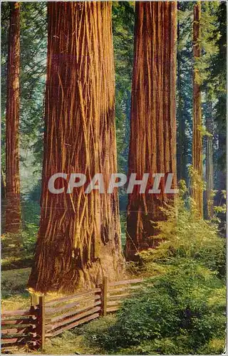 Moderne Karte Redwoods California