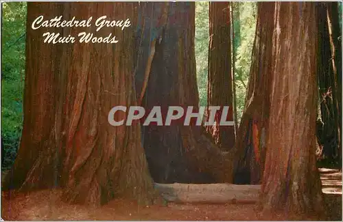 Moderne Karte Muir Woods in the California Redwoods