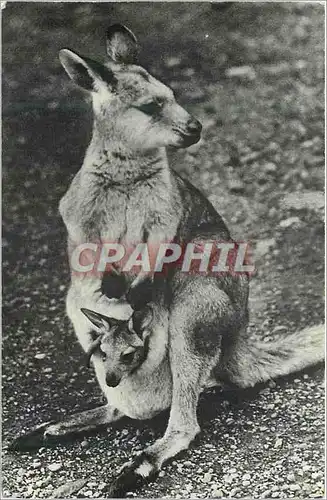 Ansichtskarte AK Femelle Kangourou et son petit