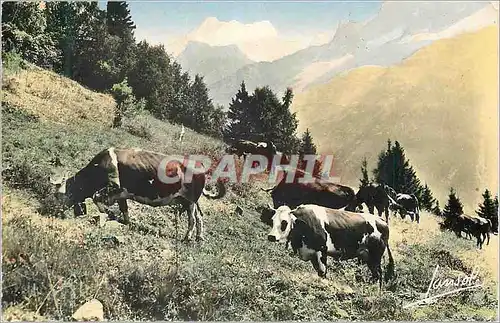 Cartes postales moderne L'Ete dans les Alpes Paturage en Haute Montagne Vaches