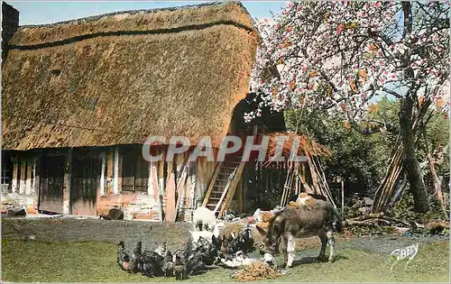 Cartes postales moderne La Normandie Douce Fraternite Ane Donkey Poules