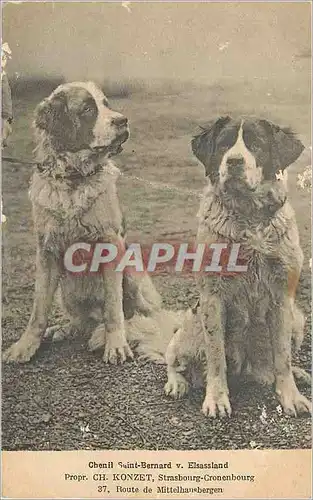 Ansichtskarte AK Chenil Saint Bernard Chiens