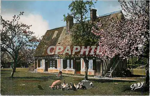 Cartes postales moderne Pommiers en Fleurs La Normandie Normande et Pommiers en Fleurs Cochon Porc Poules Vache