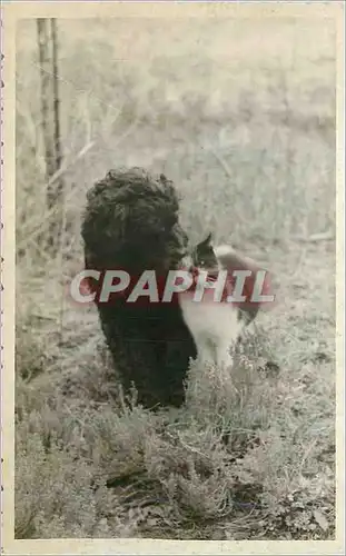 CARTE PHOTO Chat Chien