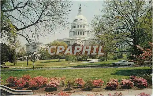 Cartes postales moderne Washington DC Capitol and Spring Blossams