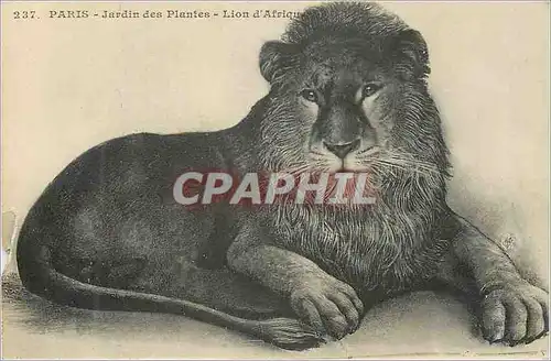 Cartes postales Paris Jardin des Plantes Lion d'Afrique