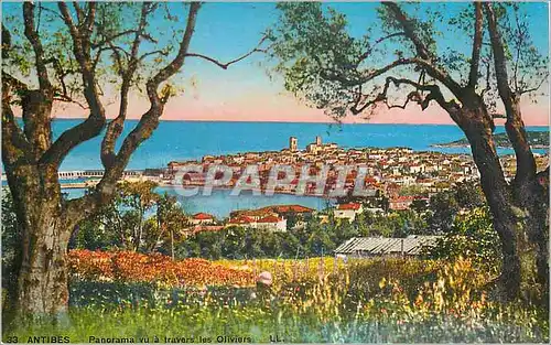 Cartes postales Antibes Panorama vu a travers les Oliviers