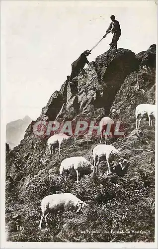 Cartes postales Les Pyrenees Une Escalade en Montagne Berger Moutons