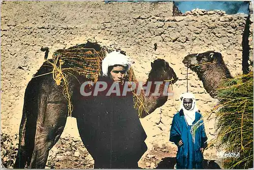 Cartes postales moderne Sud Algerien Visages de Ouargla et Dromadaires
