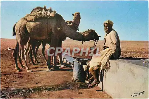 Cartes postales moderne Sud Algerien Un Point d'Eau Dromadaire