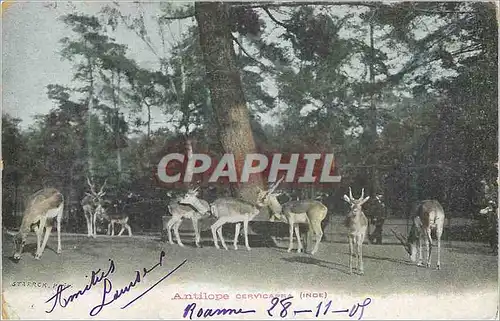 Ansichtskarte AK Antilope Cervicapra (Inde)