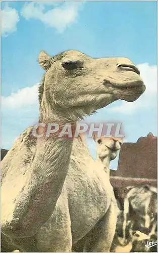 Cartes postales moderne Scenes et Visages d'Algerie Mehari