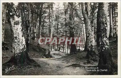 Cartes postales moderne La Bourboule Sous Bois du Chalet