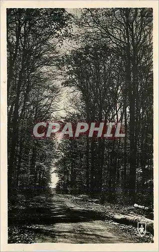 Cartes postales moderne Foret de Troncais (Allier) Route Forestiere