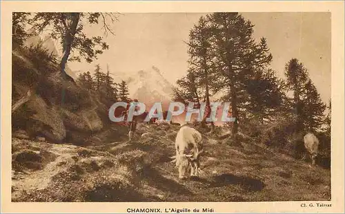Cartes postales Chamonix L'Aiguille du Midi Vaches