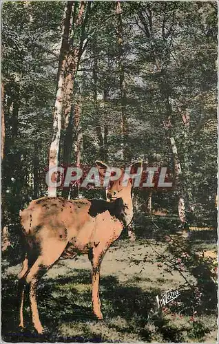 Moderne KarteA Paysages de Sologne Les Merveilles du Val de Loire Surprise Biche