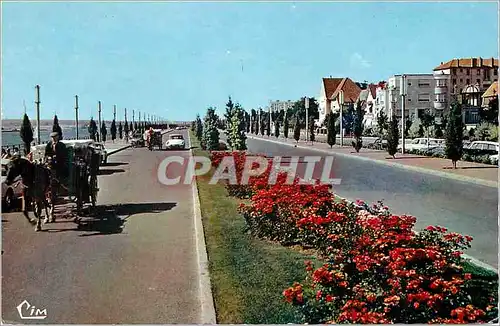 Cartes postales moderne Vichy (Allier) Avenue de Lattre de Tassigny Attelage