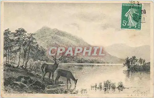 Cartes postales Biches