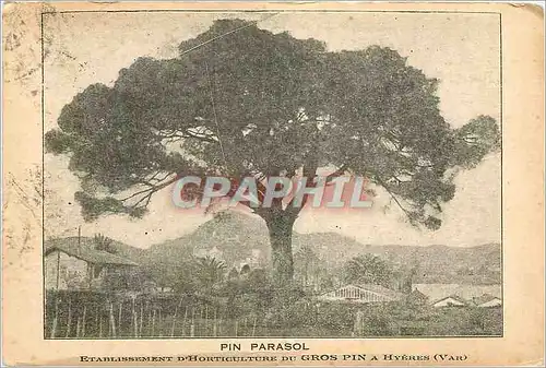 Cartes postales Hyeres (Var) Pin Parasol Etablissement d'Horticulture de Gros pin