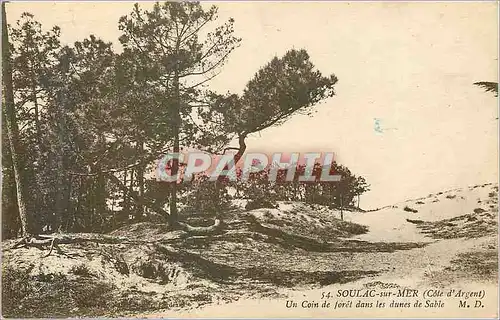 Cartes postales Soulac sur Mer (Cote d'Argent) un Coin de Foret dans les Dunes de Sable