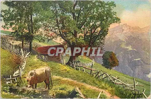 Cartes postales Vache Suisse