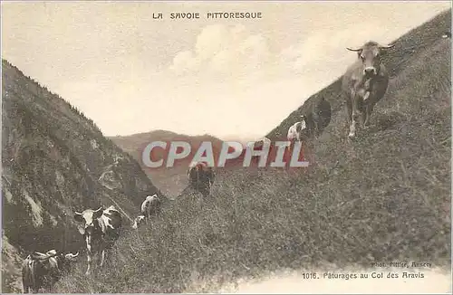 Cartes postales La Savoie Pittoresque Paturages au Col des Aravis Vaches