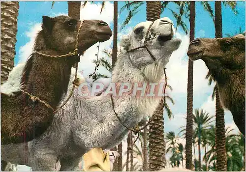 Cartes postales moderne Chameau du Desert
