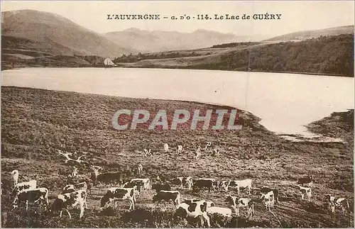 Ansichtskarte AK Le Lac de Guery L'Auvergne Vaches