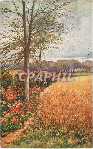 Cartes postales Devon