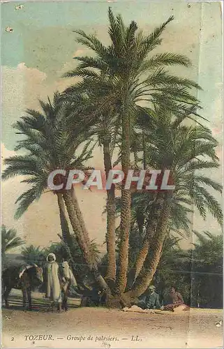 Cartes postales Tozeur Groupe de Palmiers