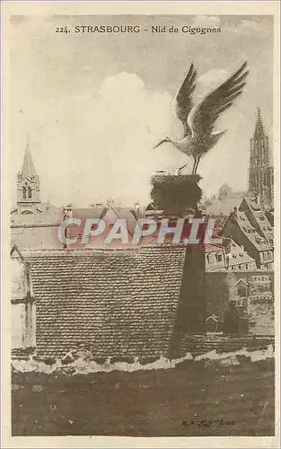 Cartes postales Strasbourg Nid de Cigognes
