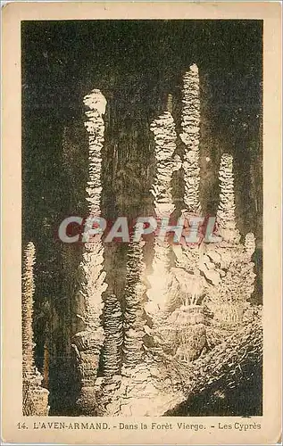 Cartes postales L'Aven Armand dans la Foret Vierge