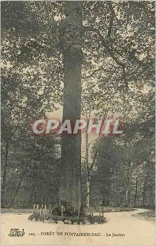 Cartes postales Foret de Fontainebleau Le Jupiter