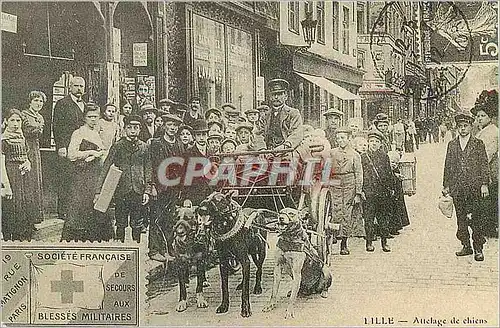 REPRO Lille Attelage de Chiens