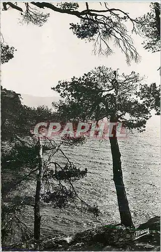 Cartes postales moderne Toulon Le Cap Brun